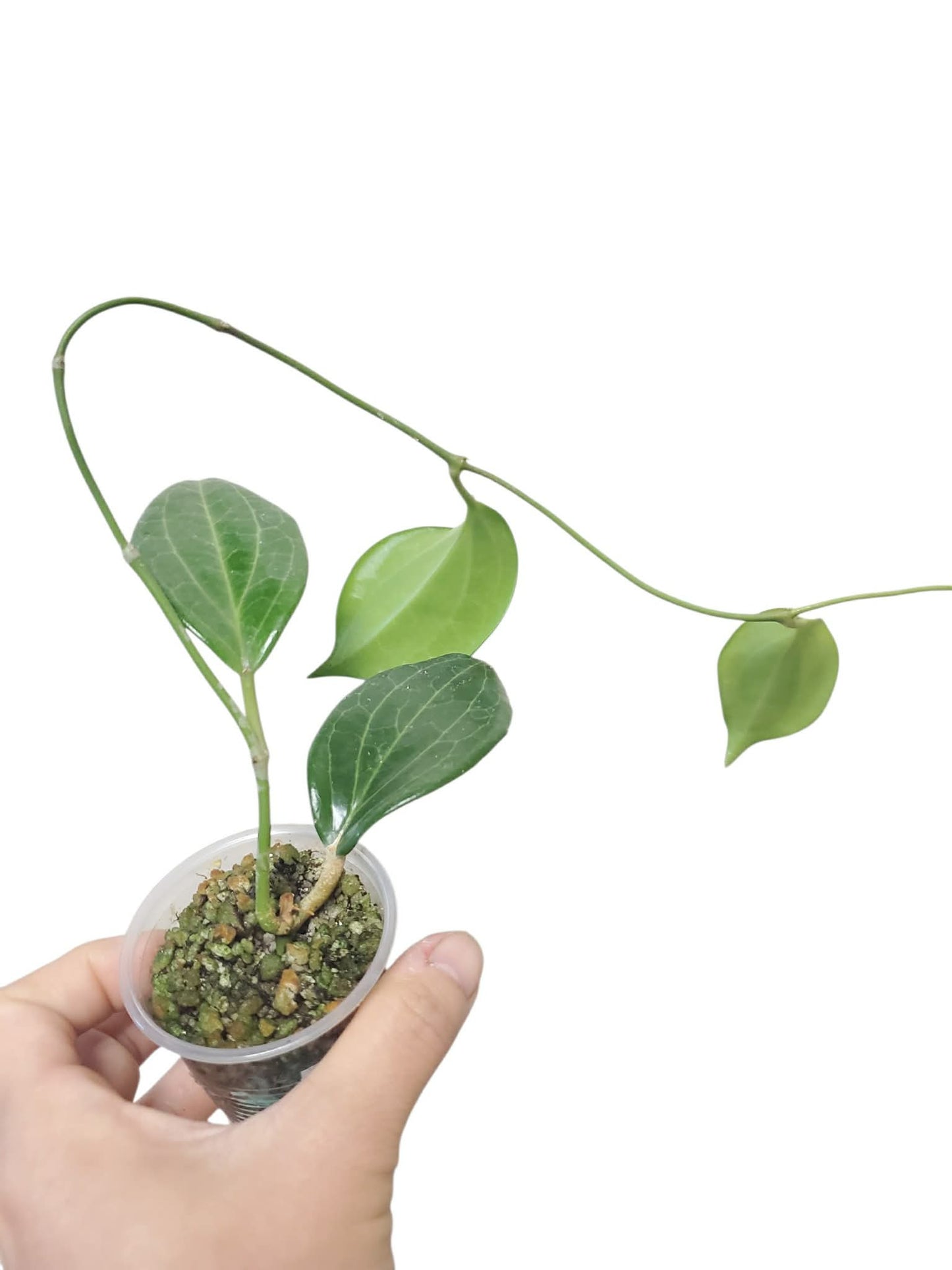 H. merrillii