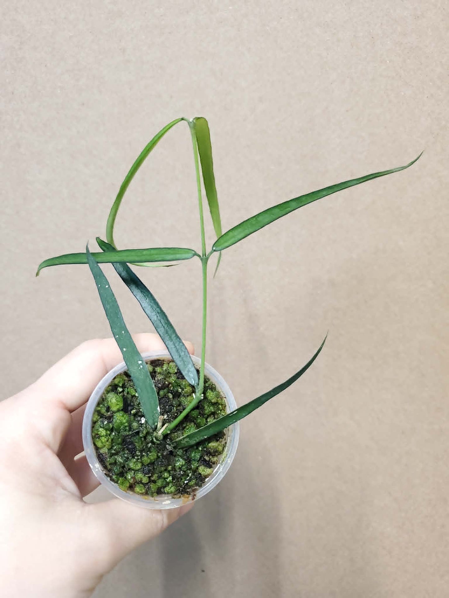 H. pandurata angustifolia