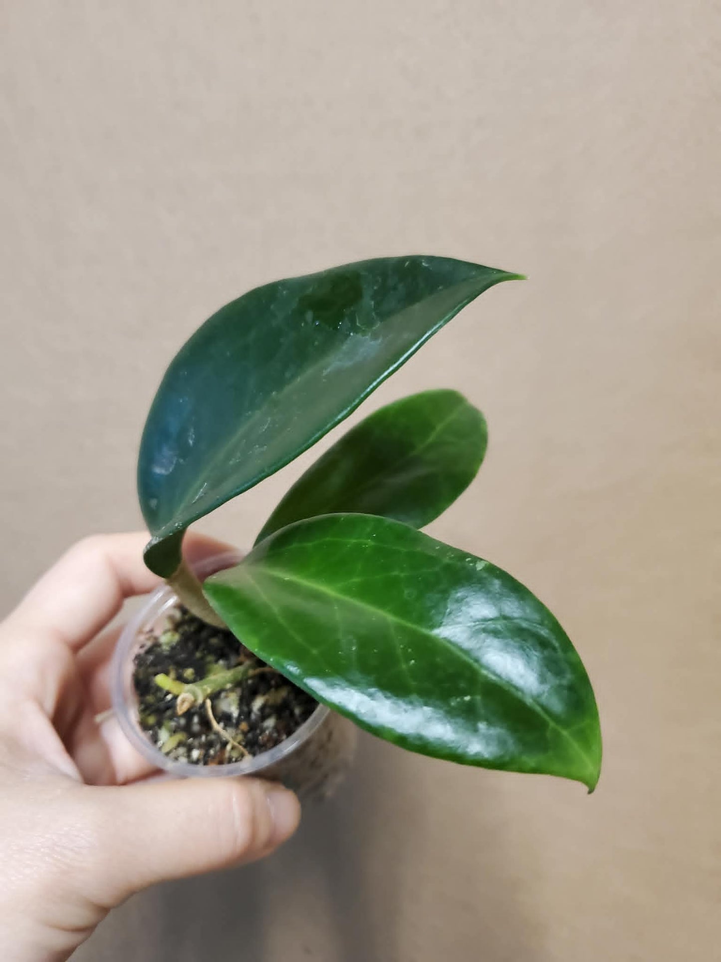 H. Coxanh01