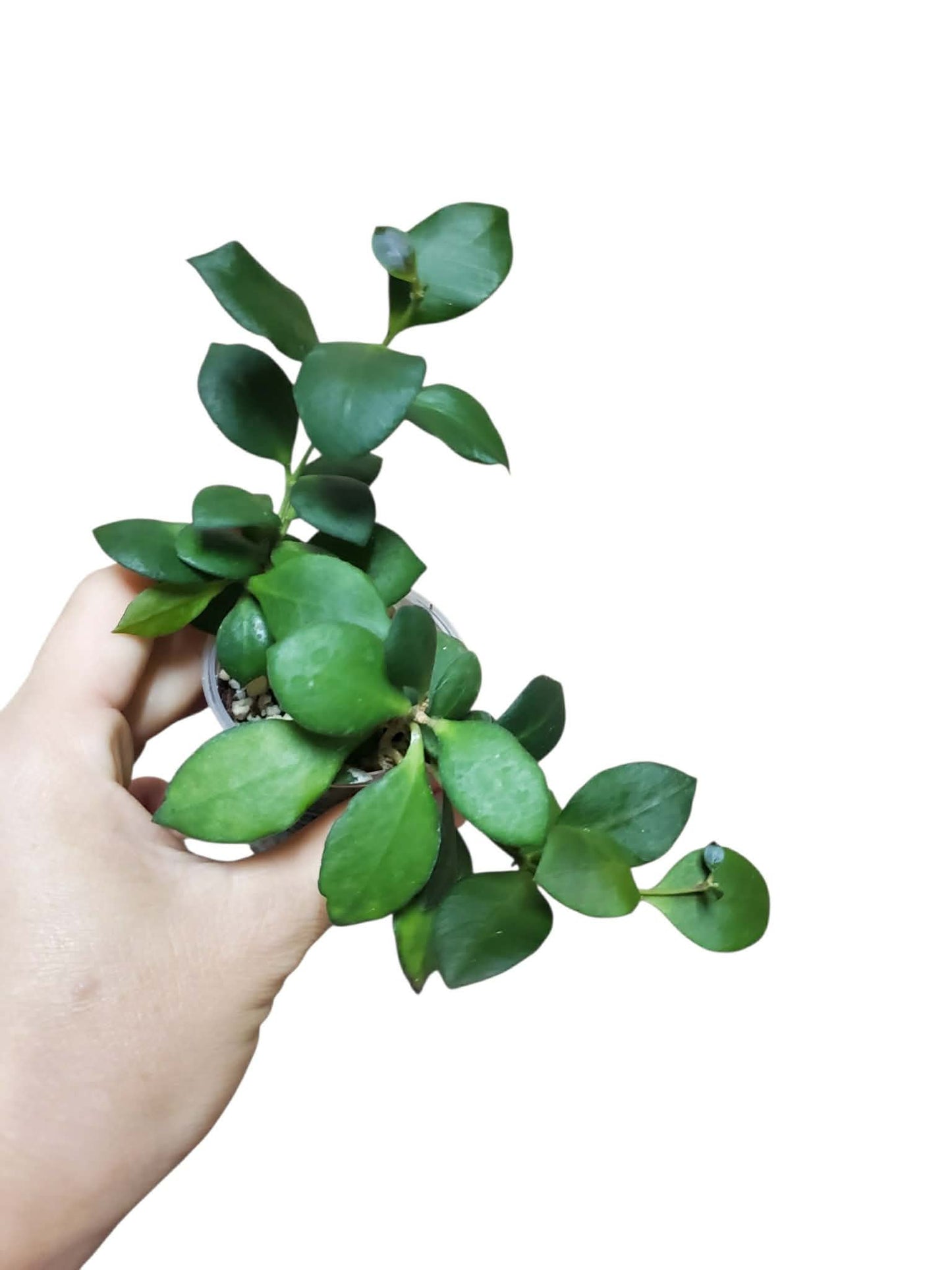 H. heuschkeliana pink