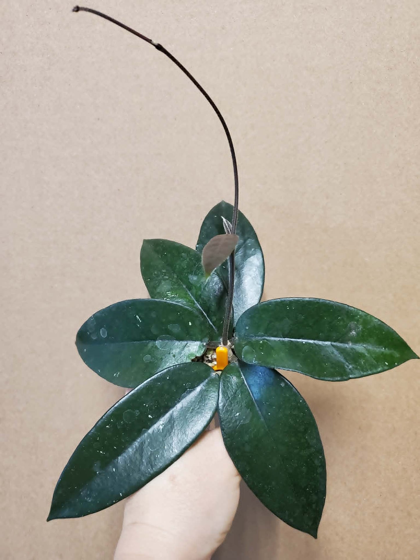 H. dasyantha