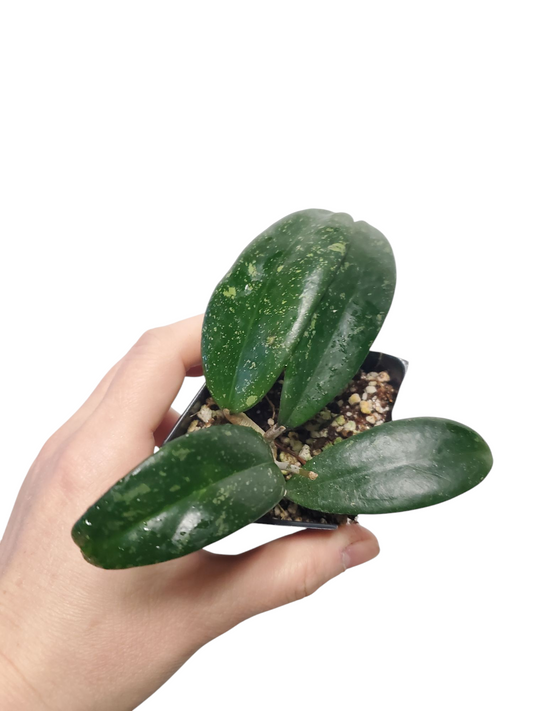 H. aff parasitica pink splash