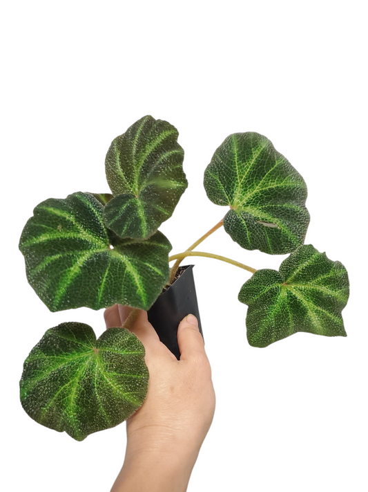 Beg. solimutata