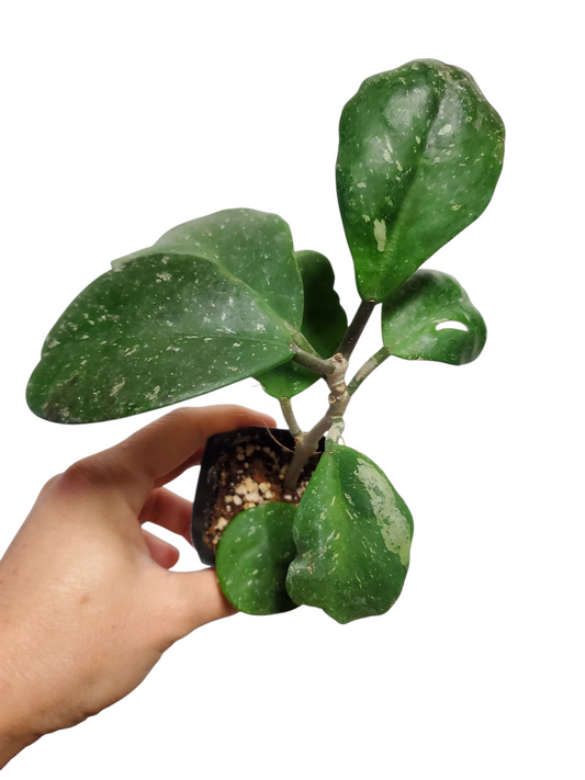 H. obovata splash