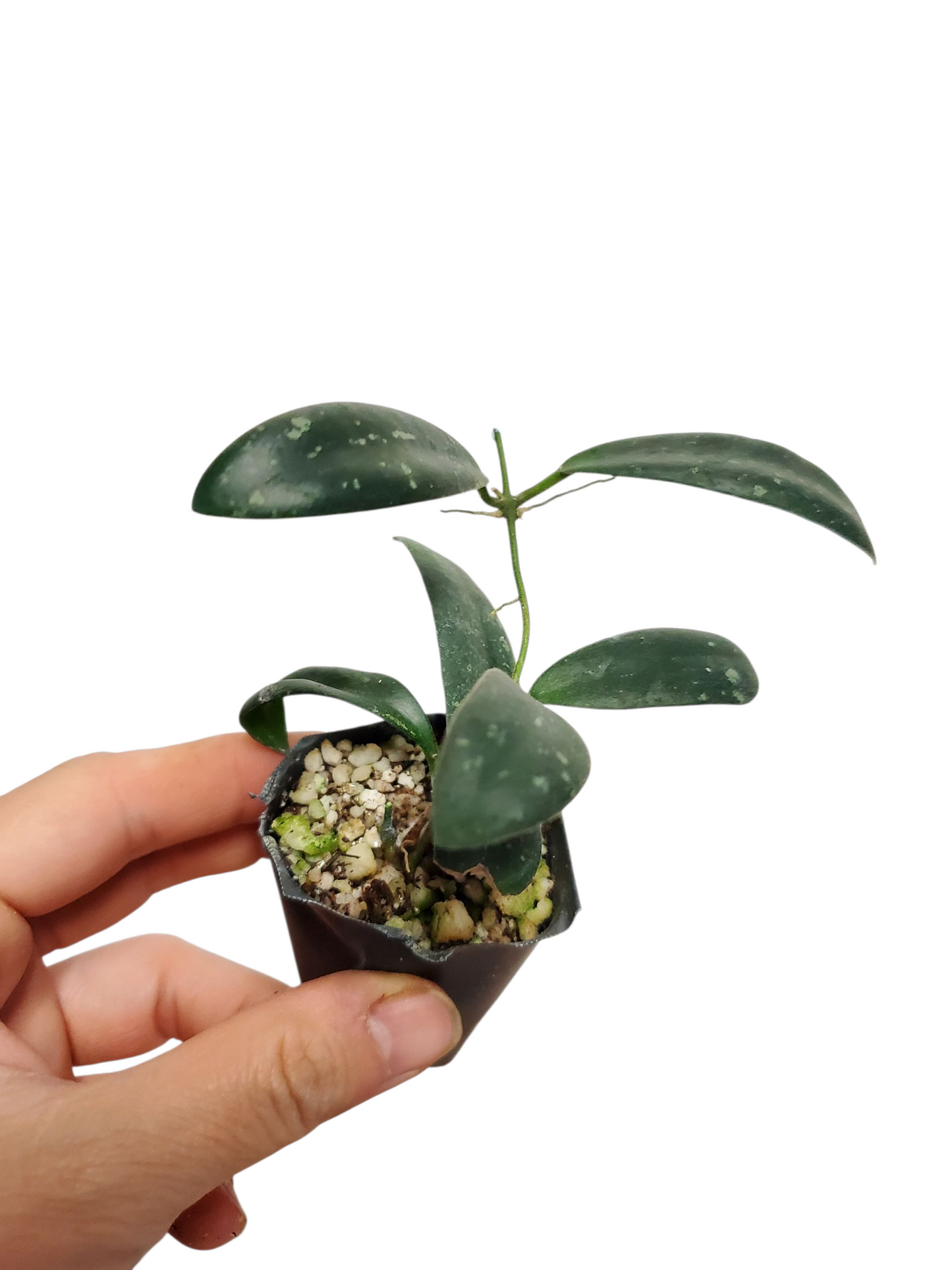 H. sigillatis sp. Aceh
