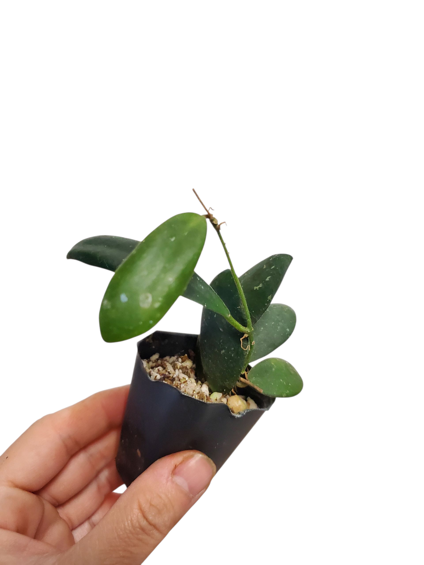 H. sigillatis sp. Aceh