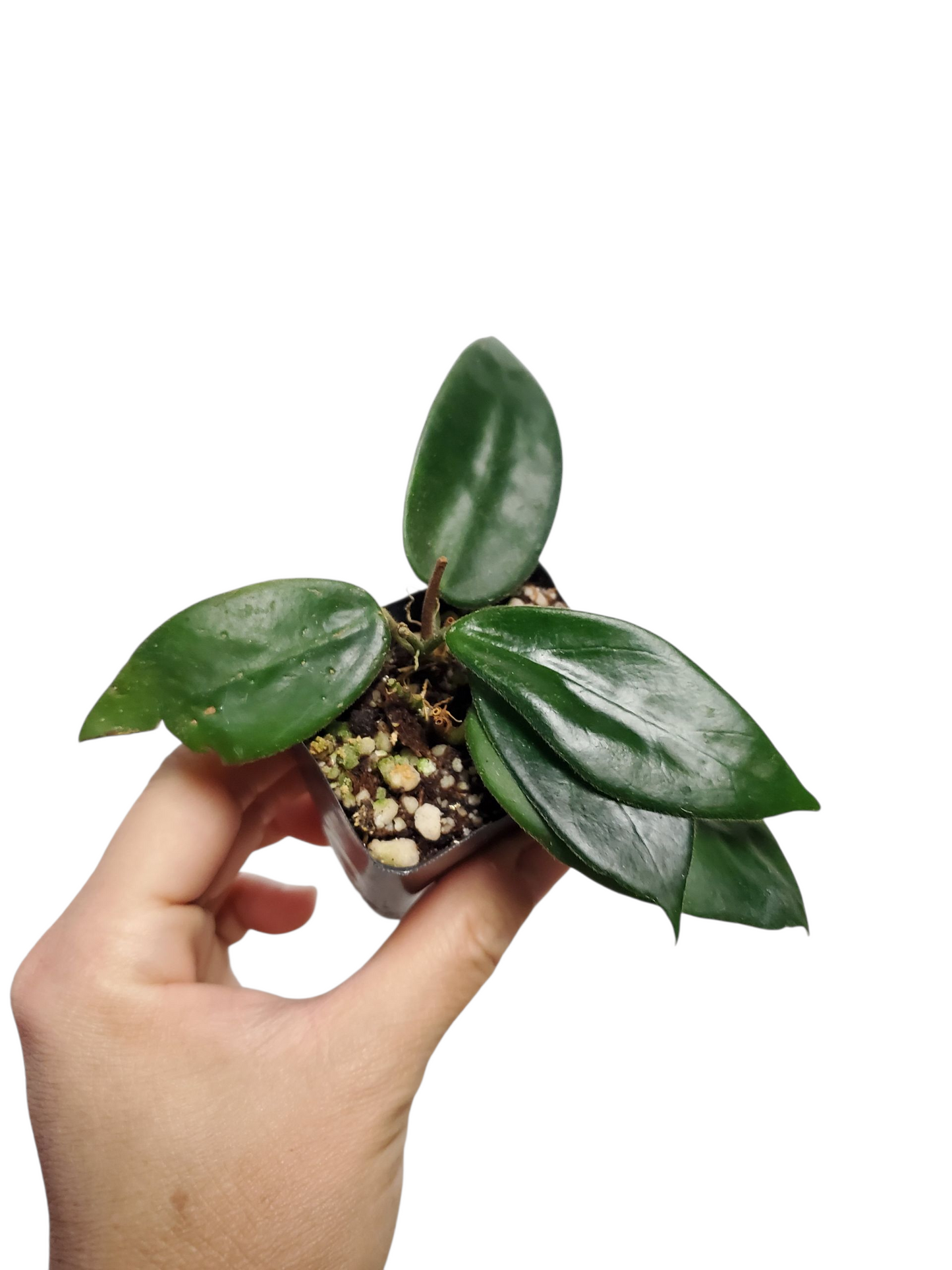 H. vangvienensis