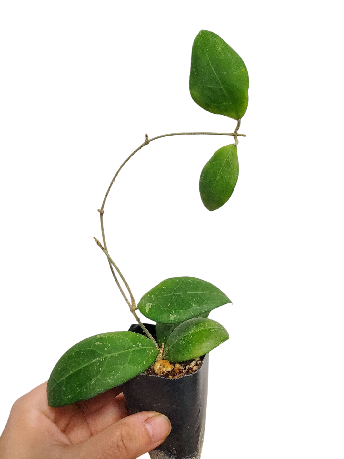 H. erythrostemma sukirin