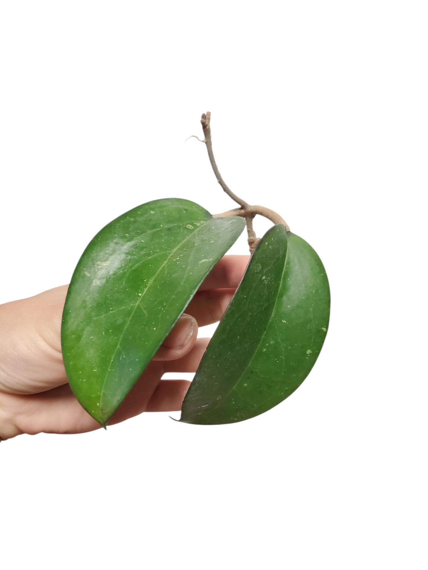 H. fusco marginata rooted cutting