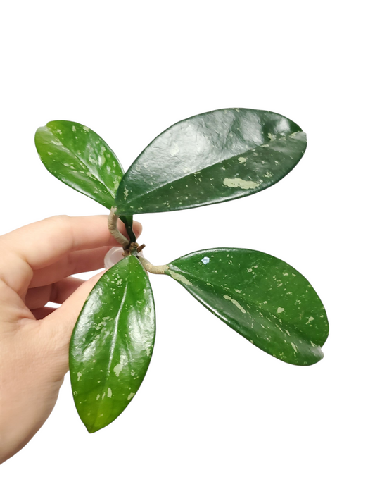 H. Ah 074 rooted cutting