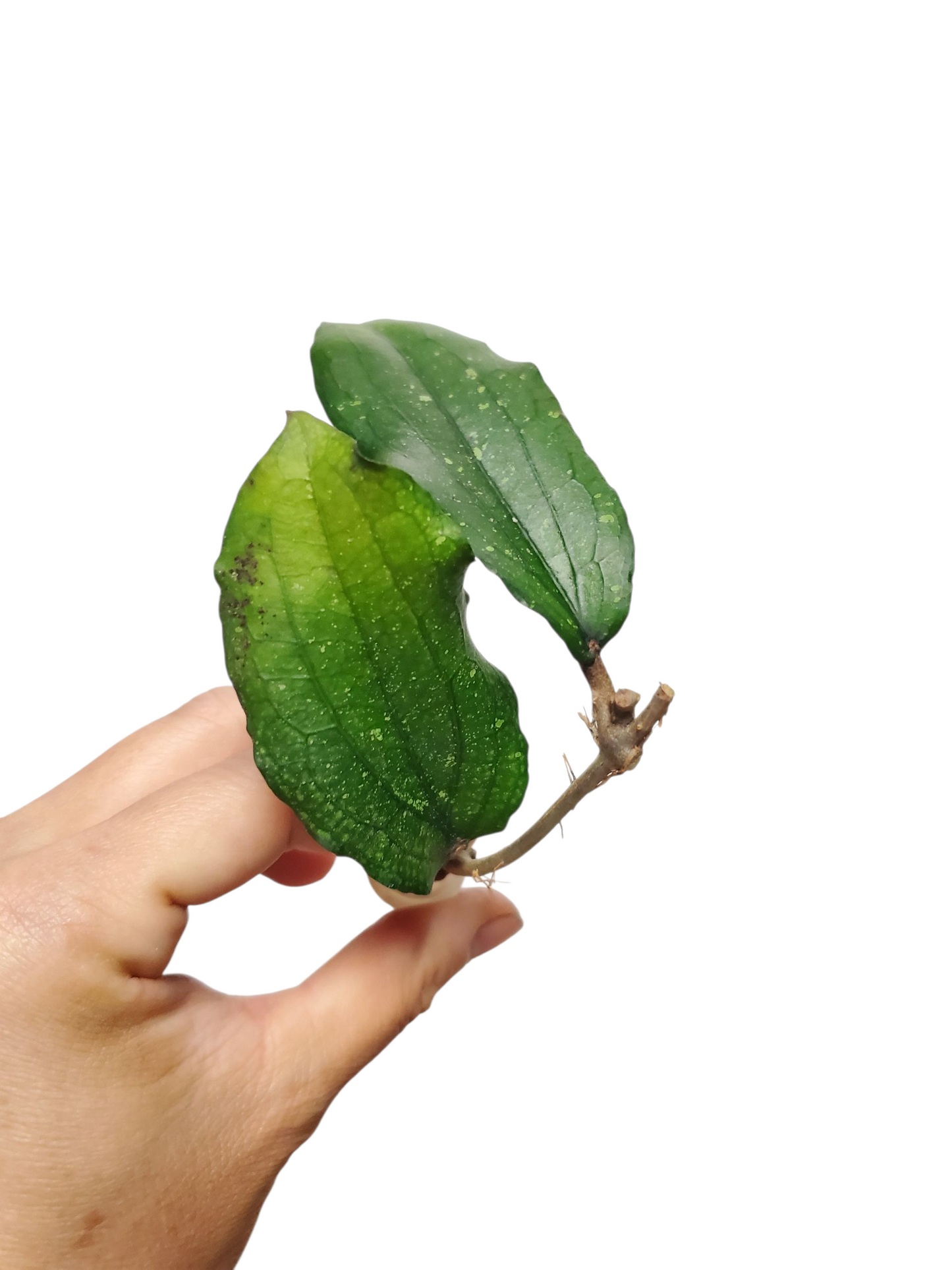 H. erythrina rooted cutting