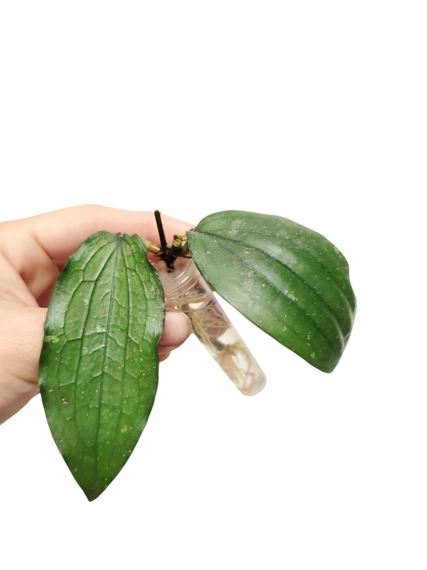 H. erythrina rooted cutting