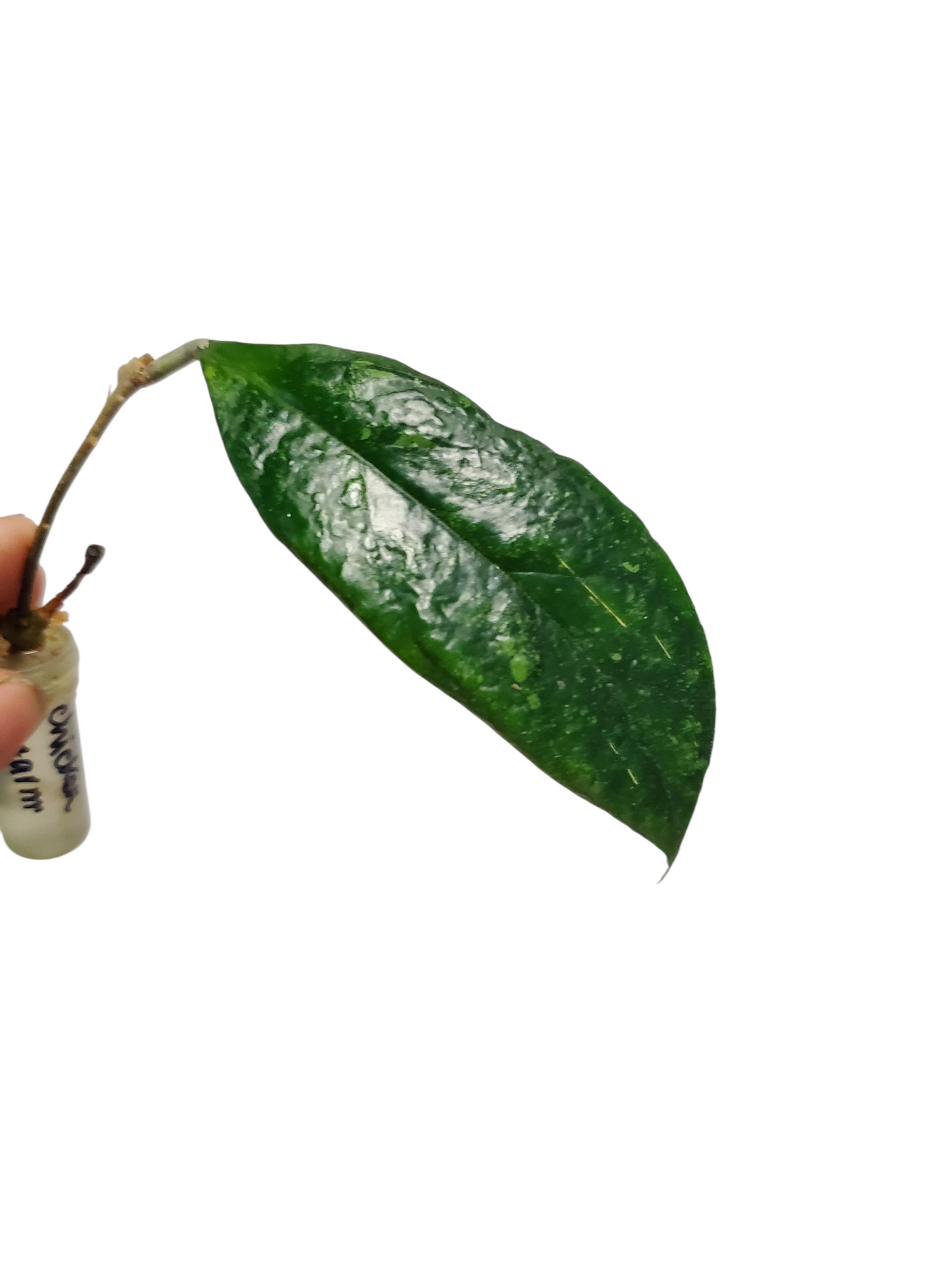 H. chicken farm rooted cutting