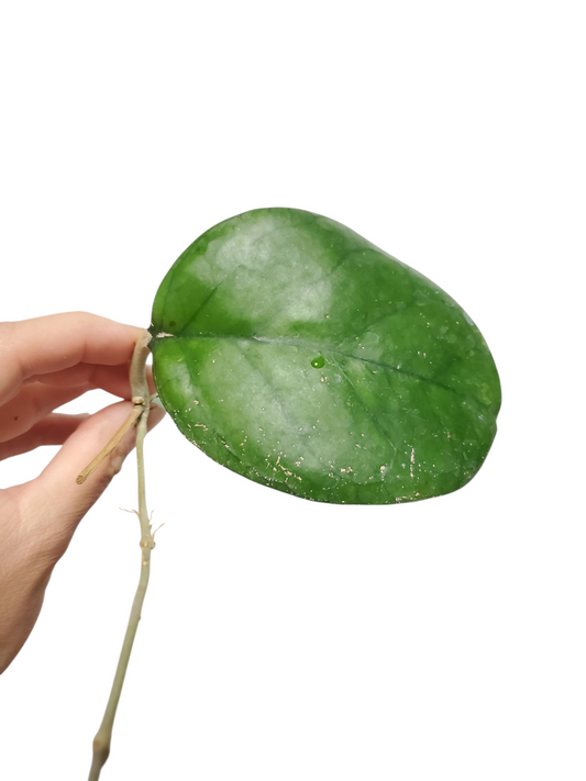 H. ricardo rooted cutting