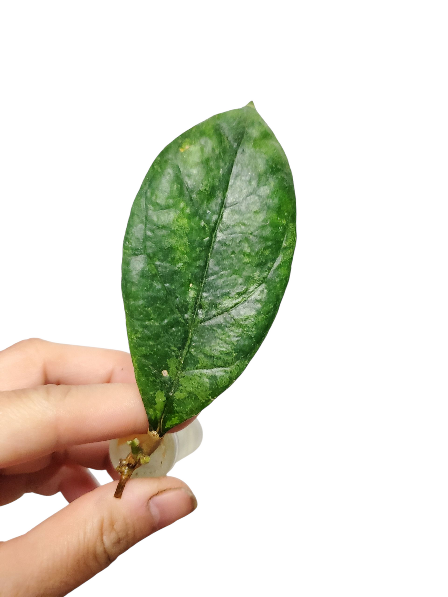 H. chicken farm rooted cutting