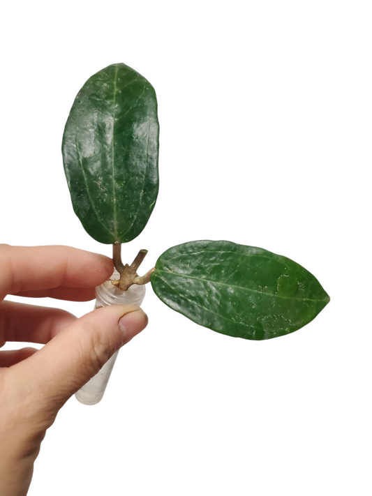 H. clandestina rooted cutting