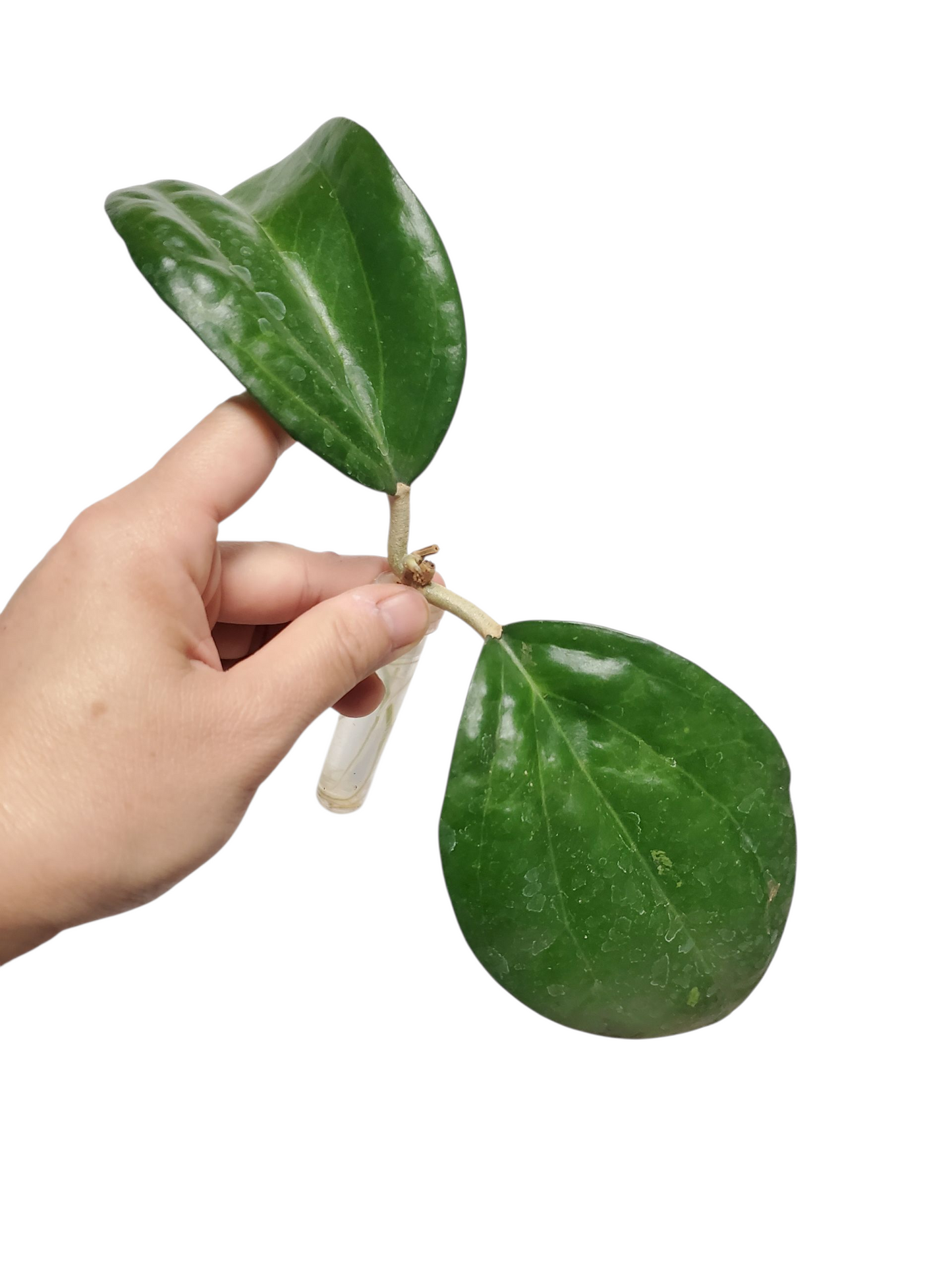 H. icensis rooted cutting