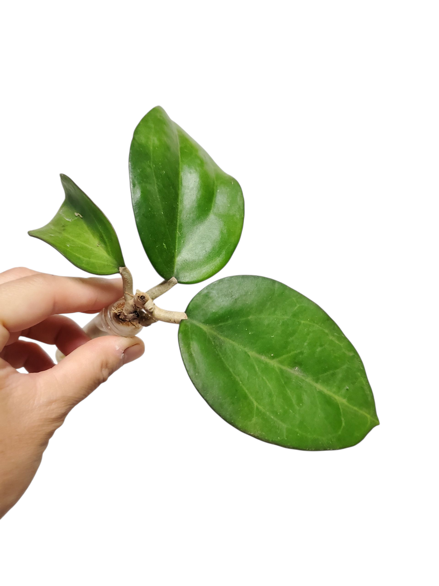 H. icensis rooted cutting
