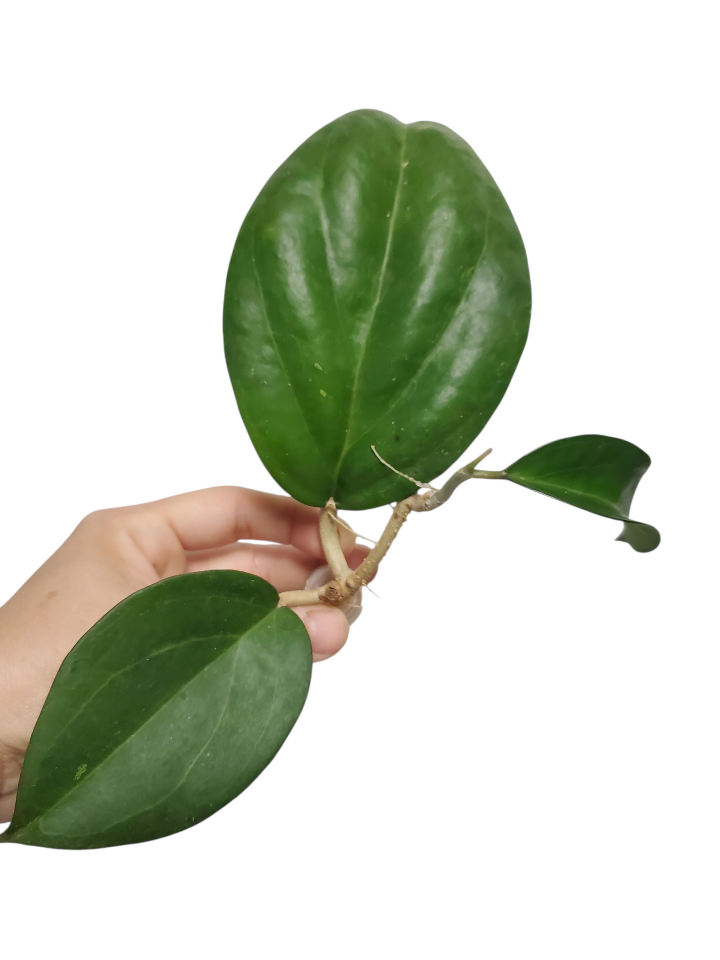 H. icensis rooted cutting