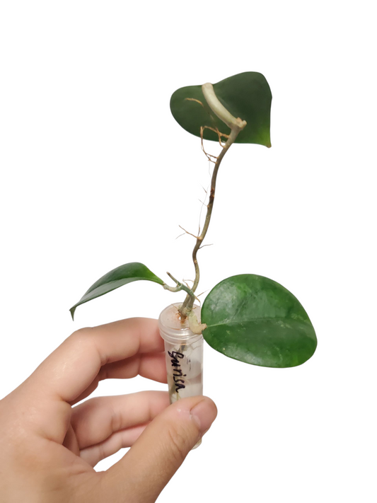 H. surisa rooted cutting