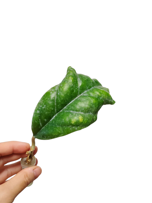 H. viola rooted cutting