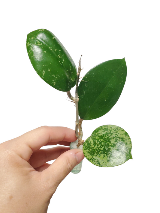 H. parasitica heart leaves splash rooted cutting