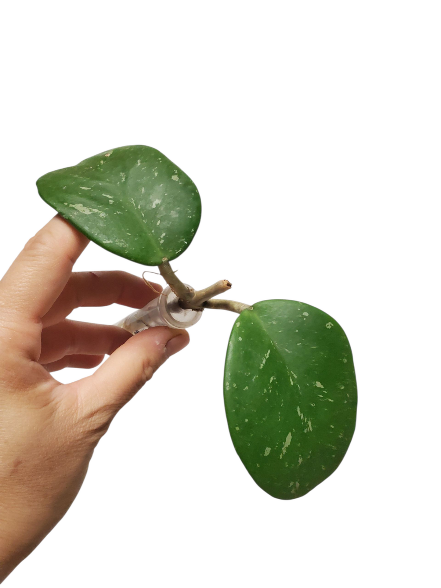 H. obovata splash rooted cutting