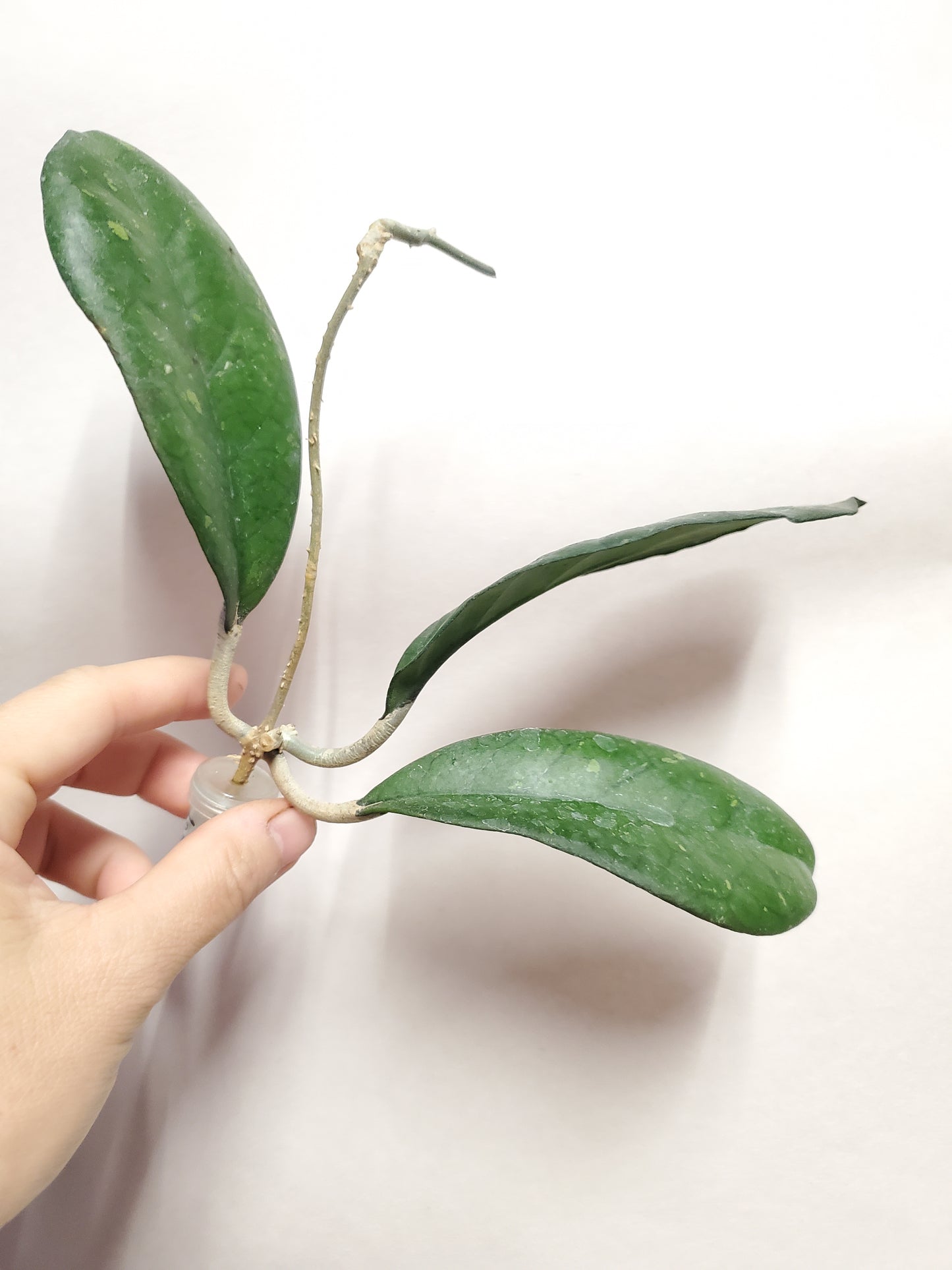 H. leoensis rooted cutting