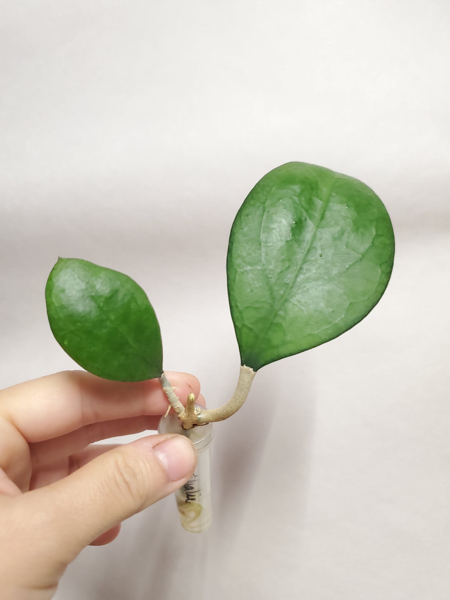 H. nathalie rooted cutting