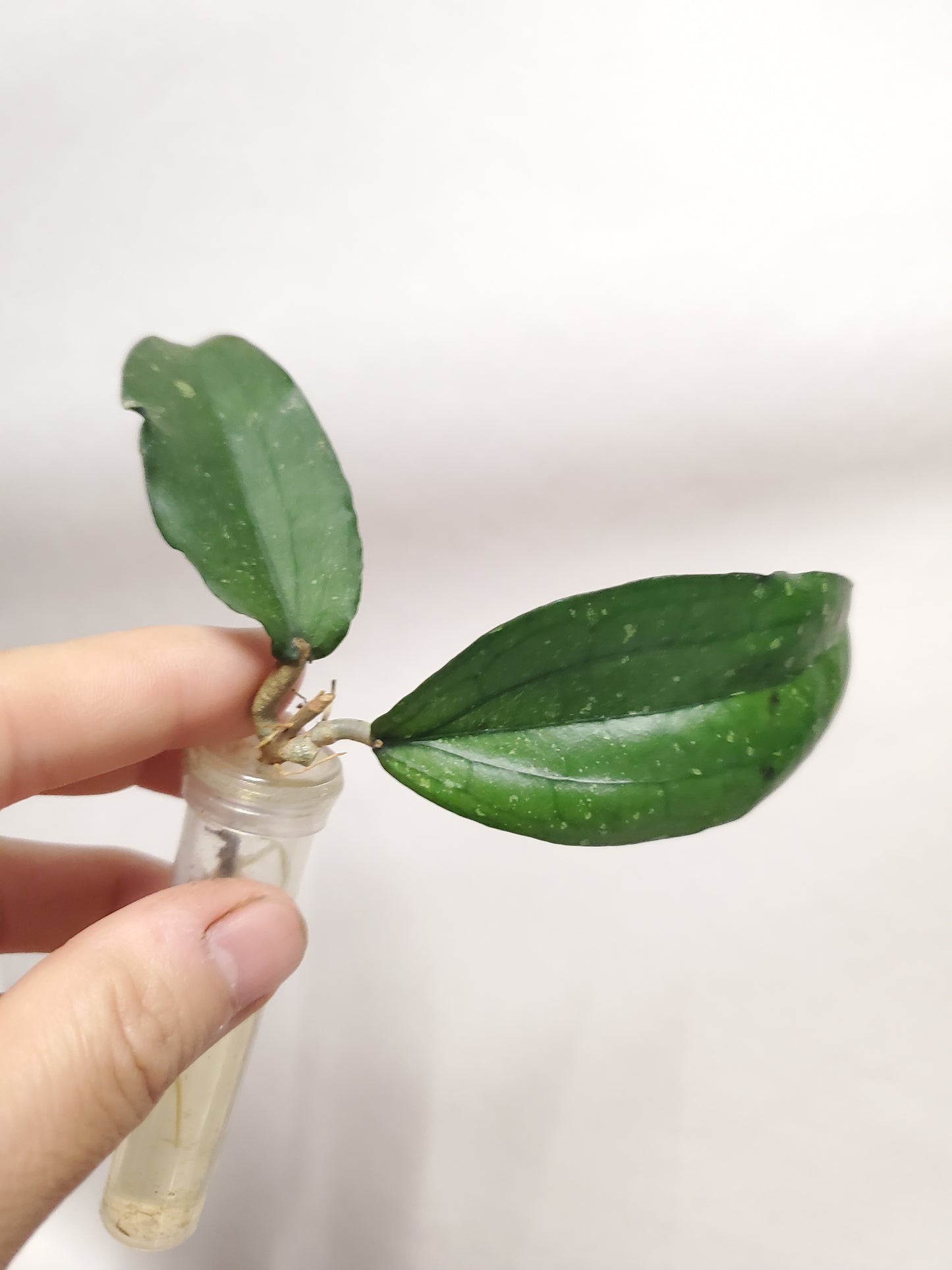 H. erythrina rooted cutting
