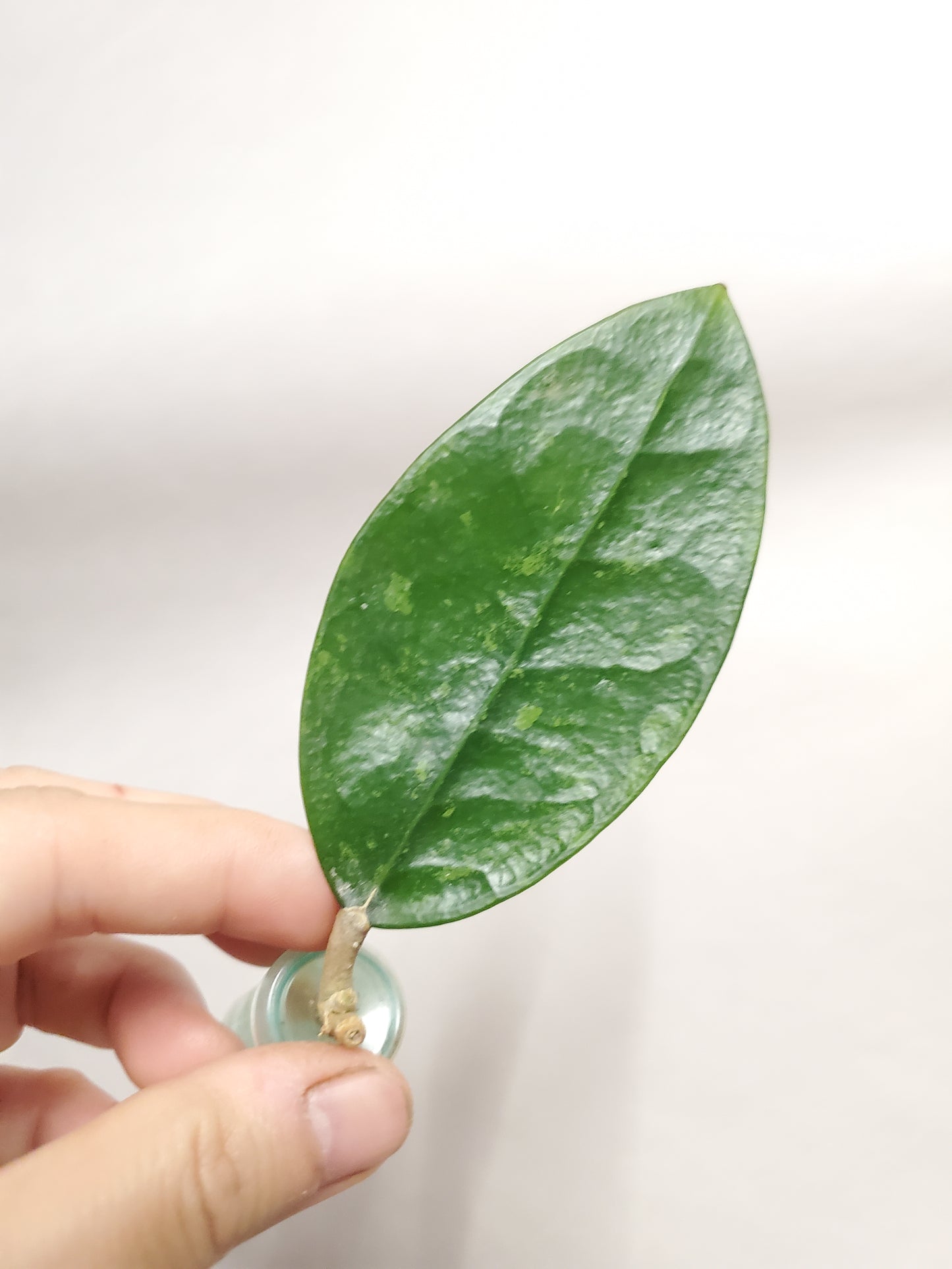 H. RHM 14-1 rooted cutting