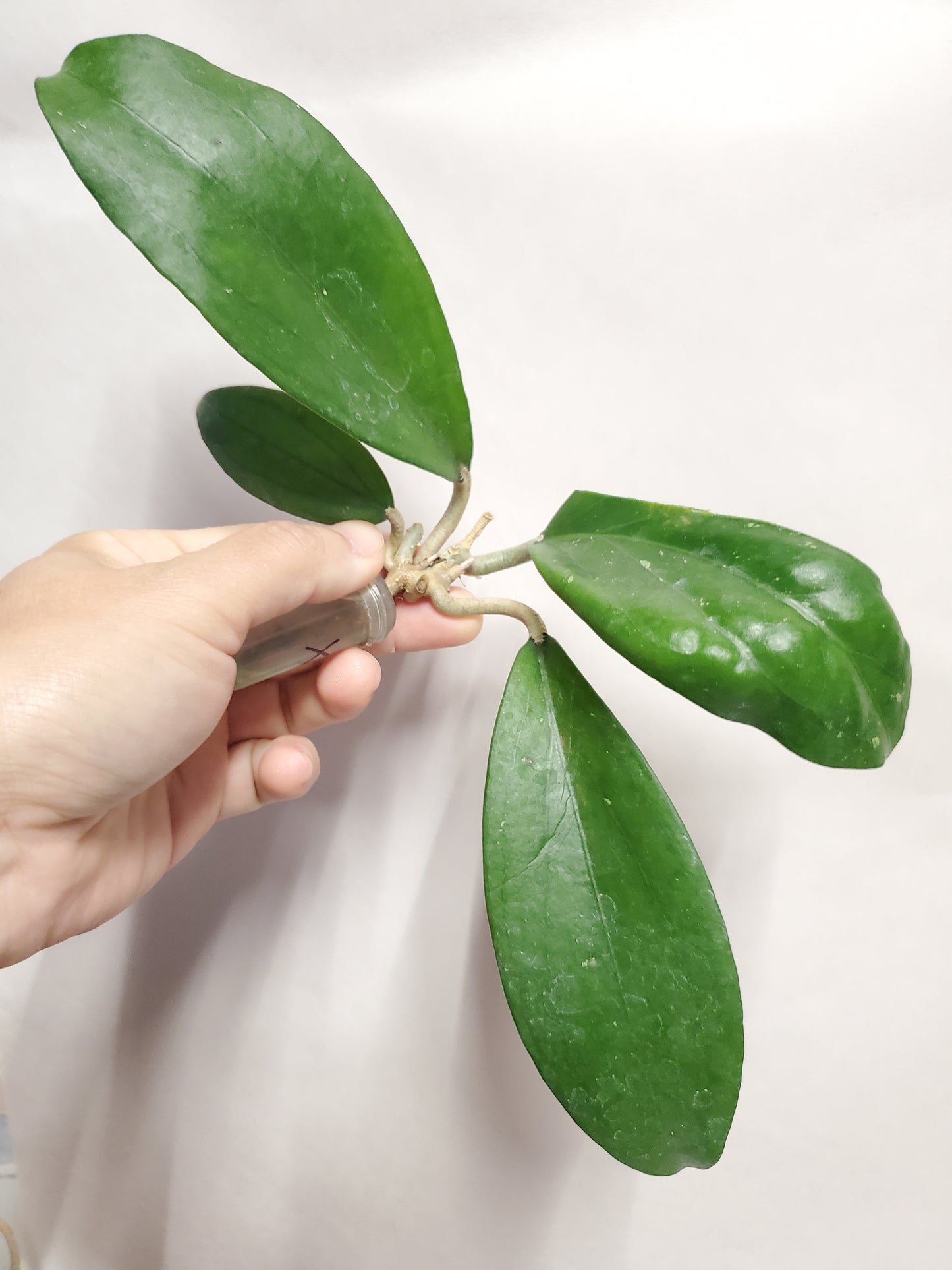 H. Jennifer x erythrina rooted cutting