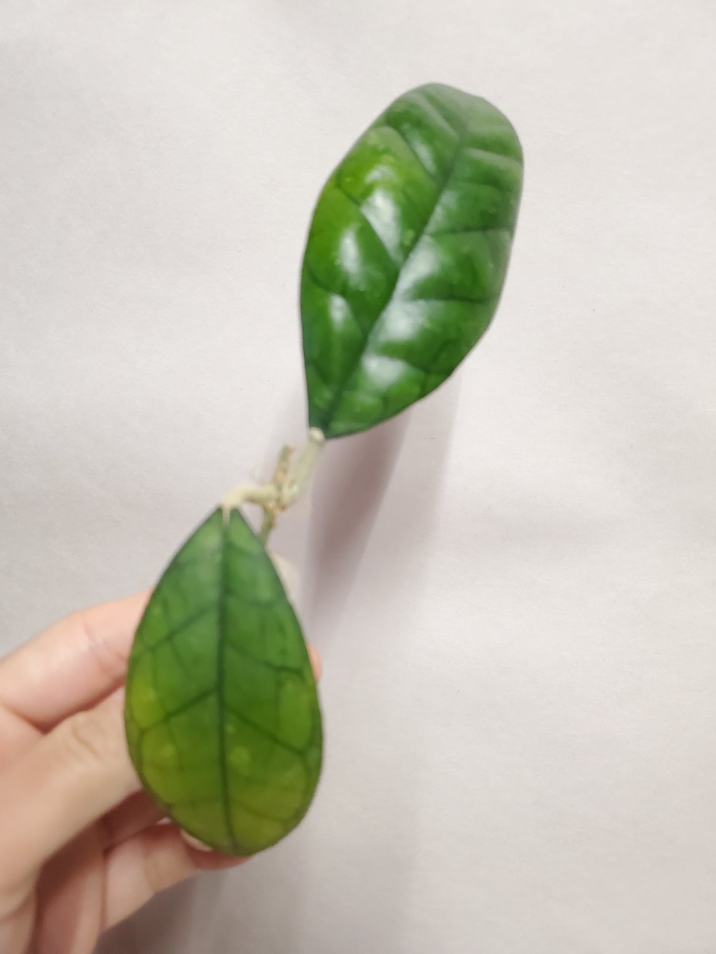 H. finlaysonii rooted cutting