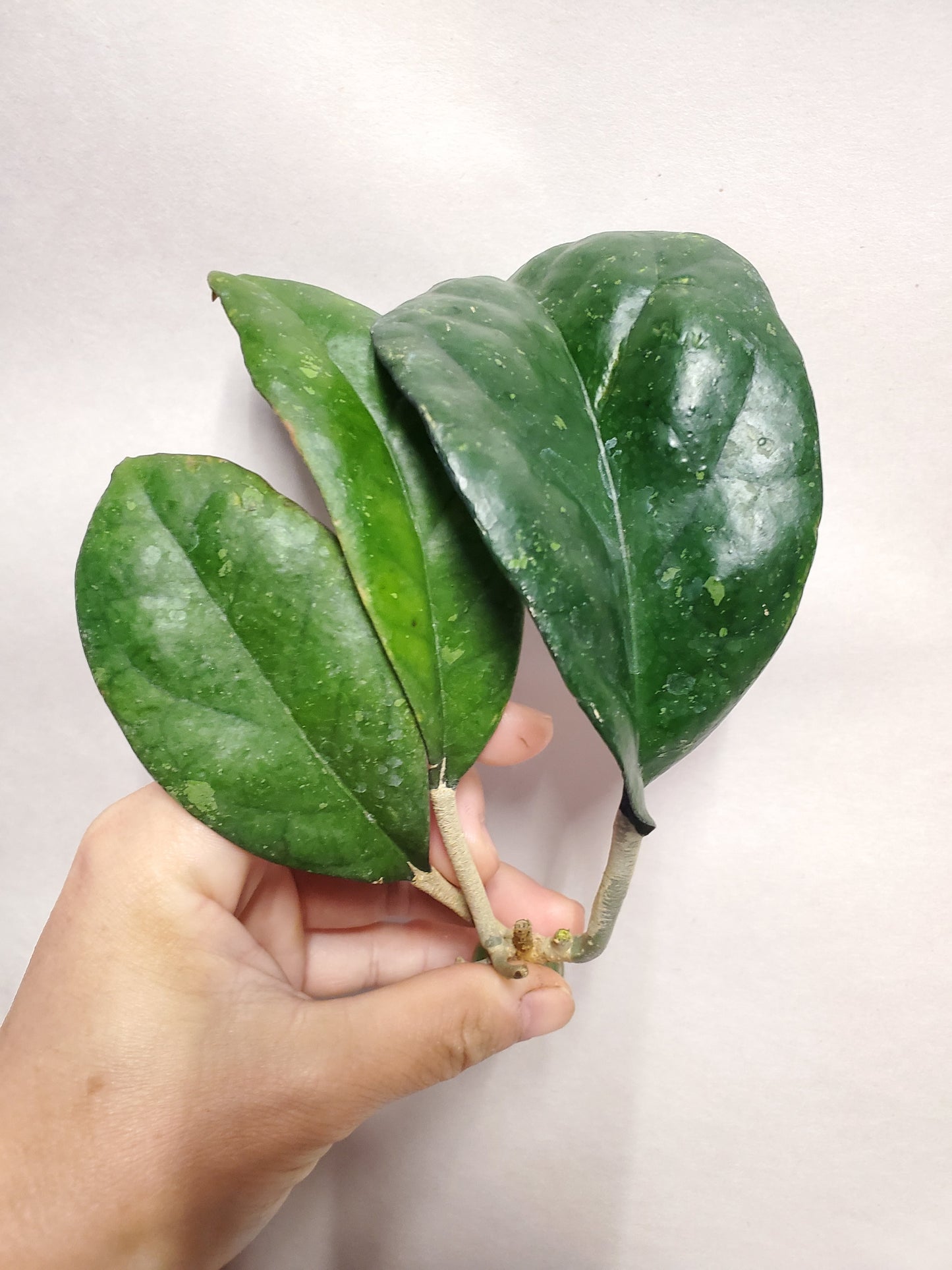 H. leoensis rooted cutting