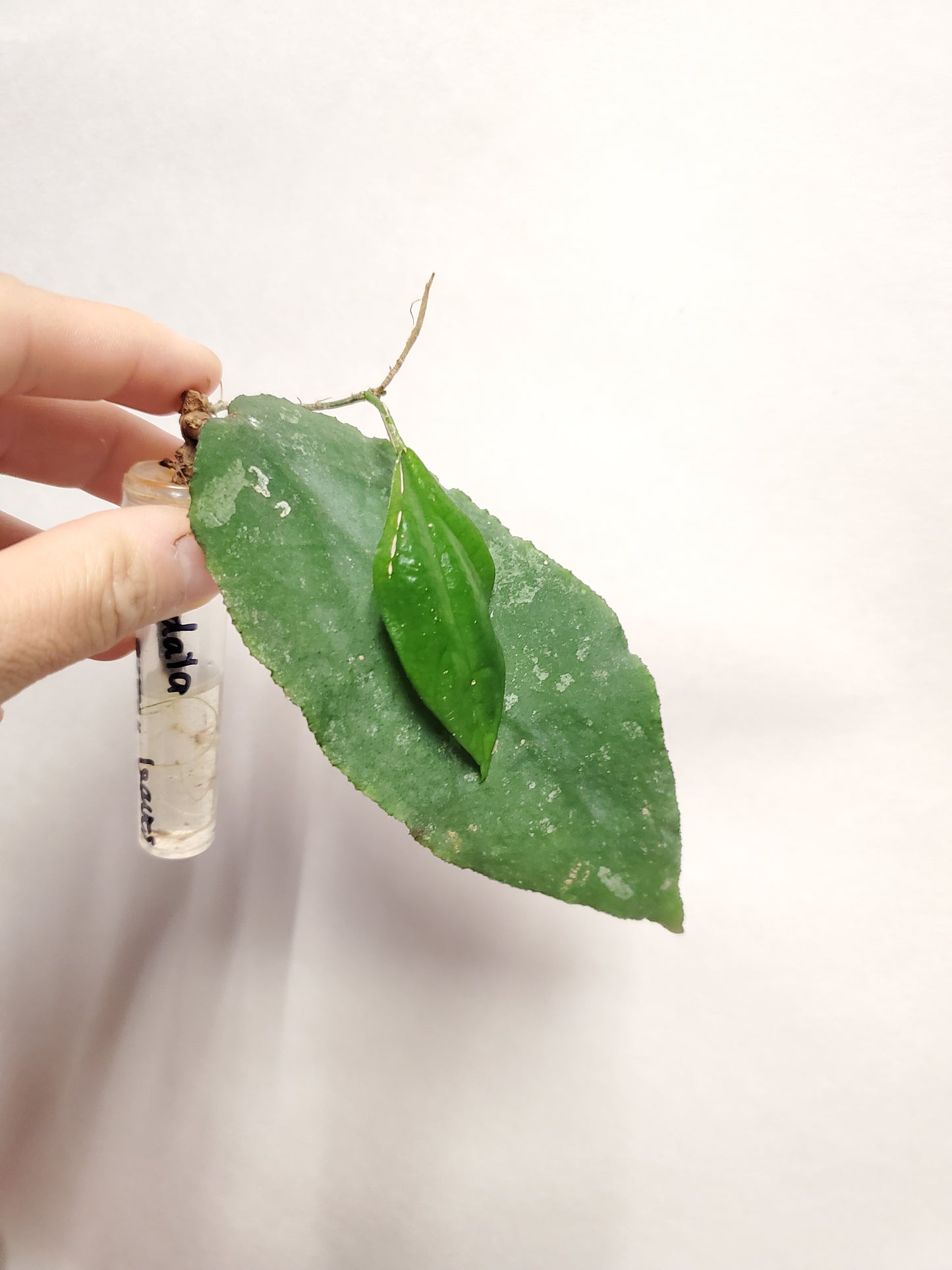 H. caudata big green leaves