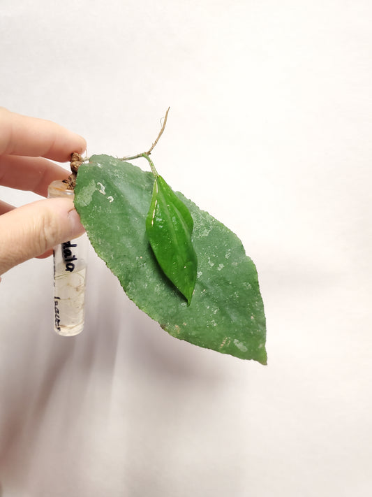 H. caudata big green leaves