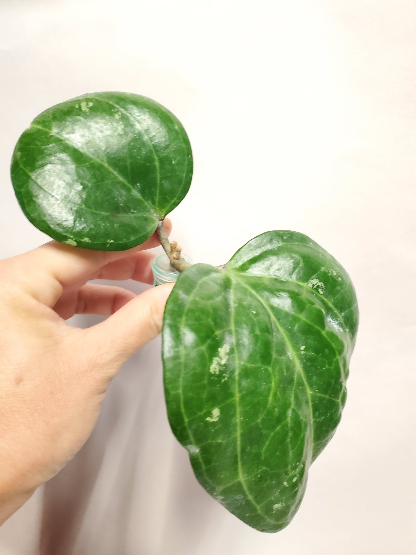 H. sarawak rooted cutting