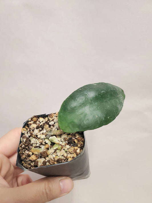 H. kloppenburgii