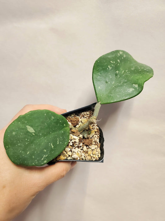 H. obovata splash