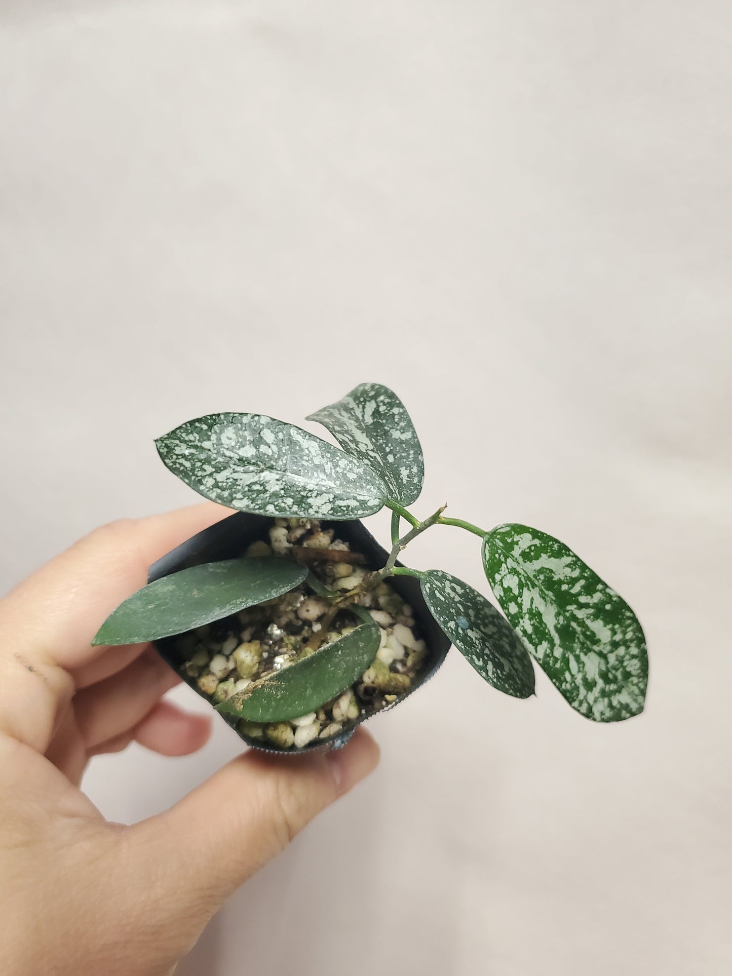 H. sungwookii (sp. Honthom)