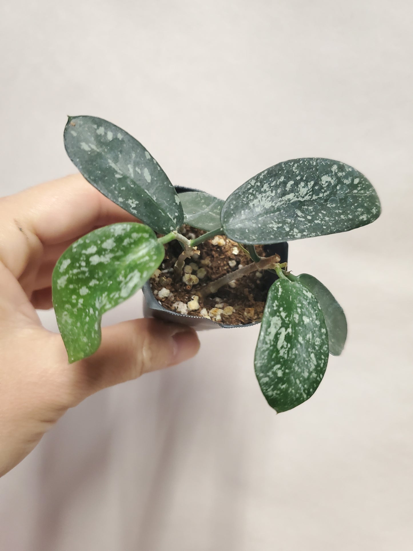 H. sungwookii (sp. Honthom)