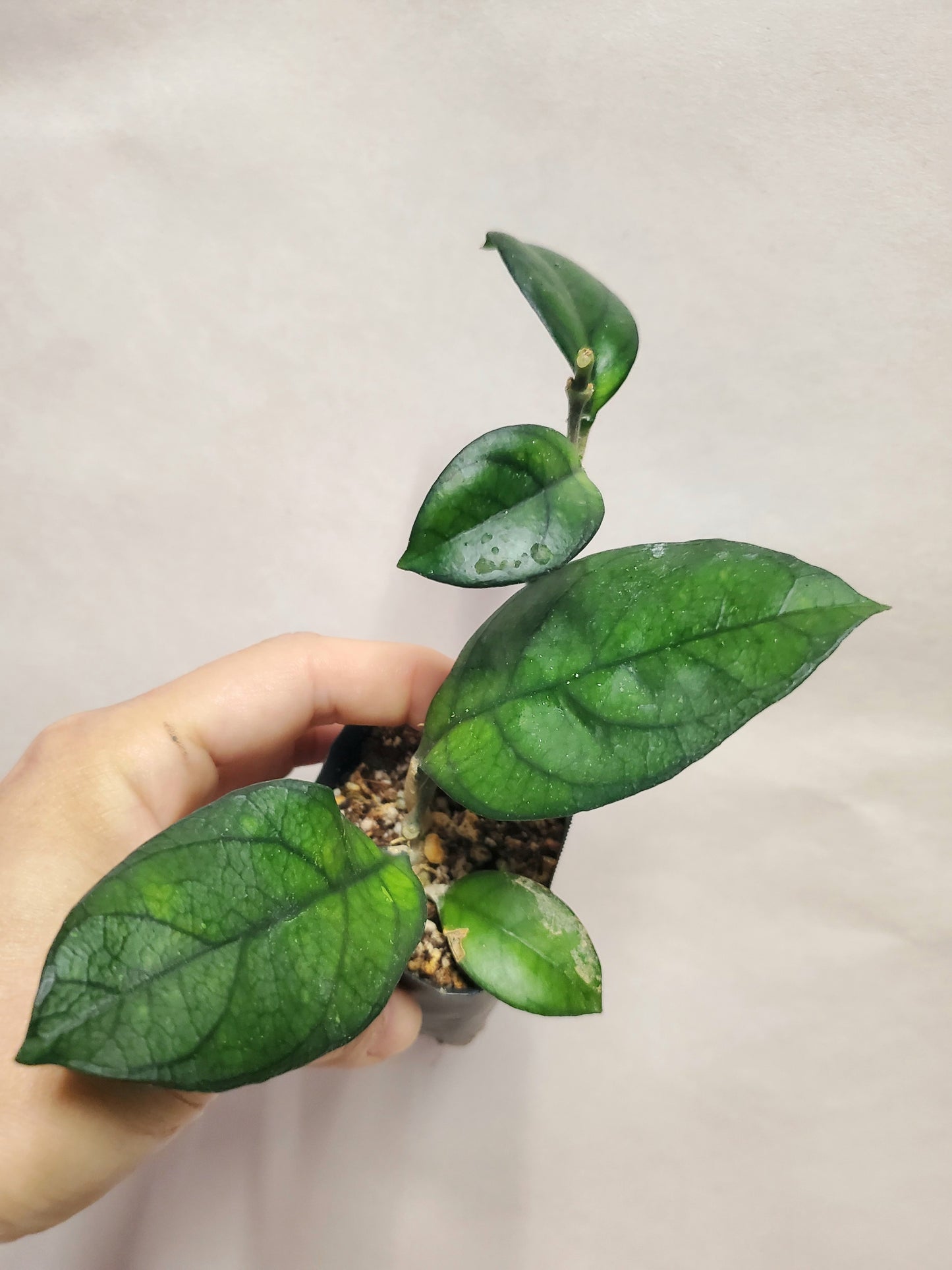 H. crassipetiolata round leaves