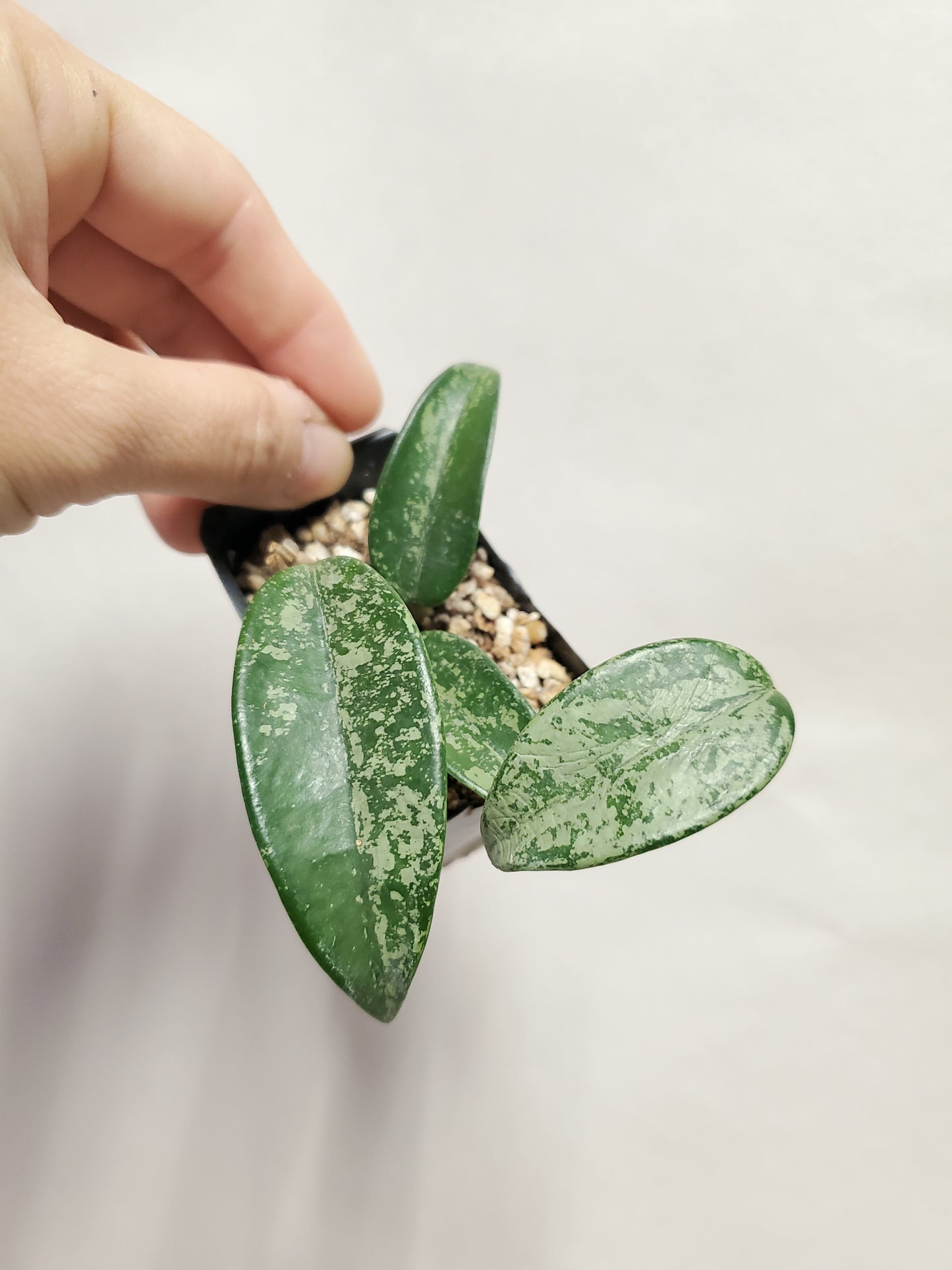 H. carnosa pink splash