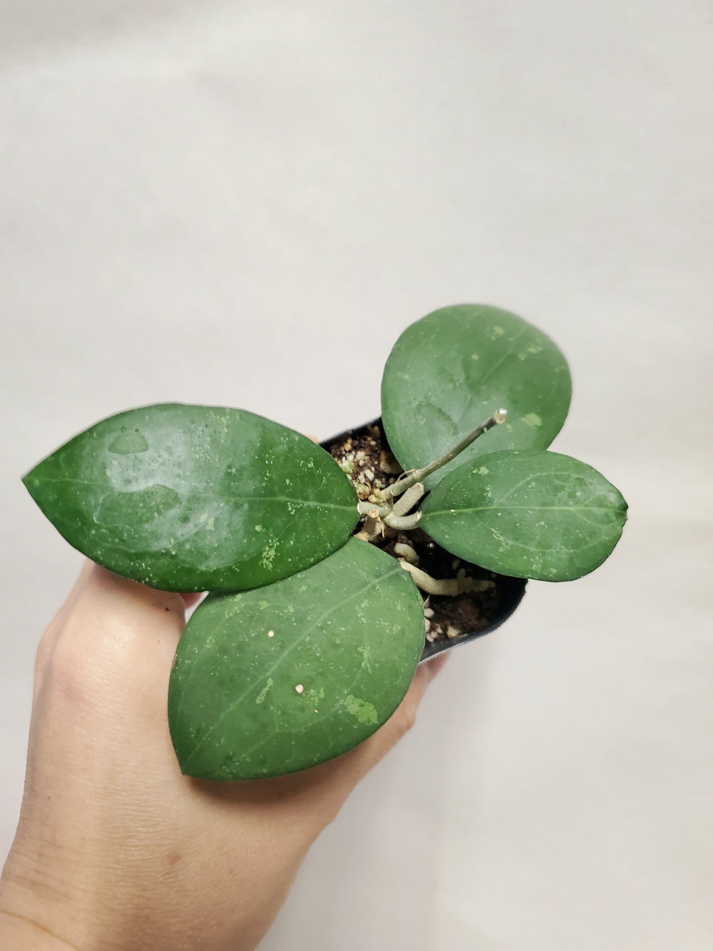 H. erythrostemma pink corona