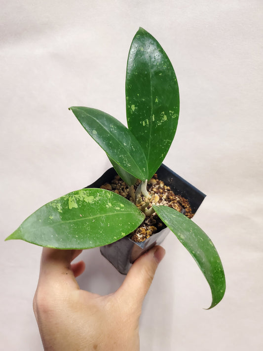 H. parasitica green