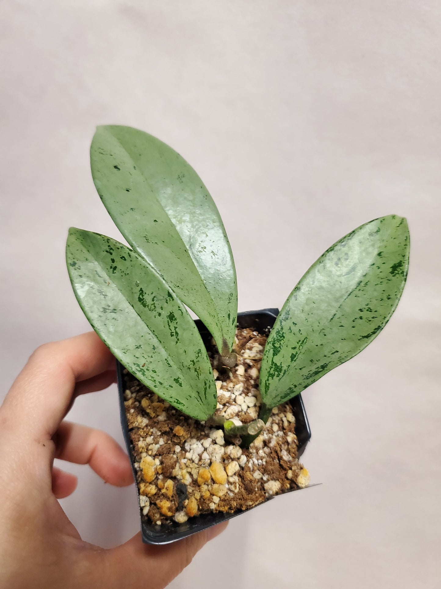 H. pubicalyx pink silver ghost