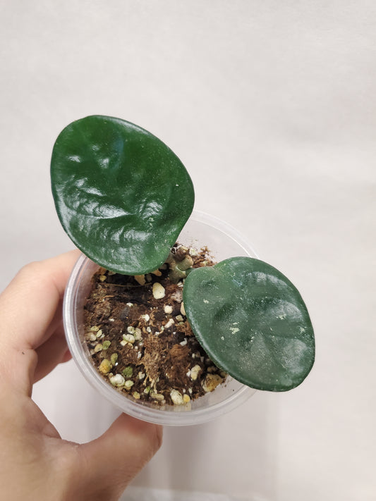 H. krinkle 8