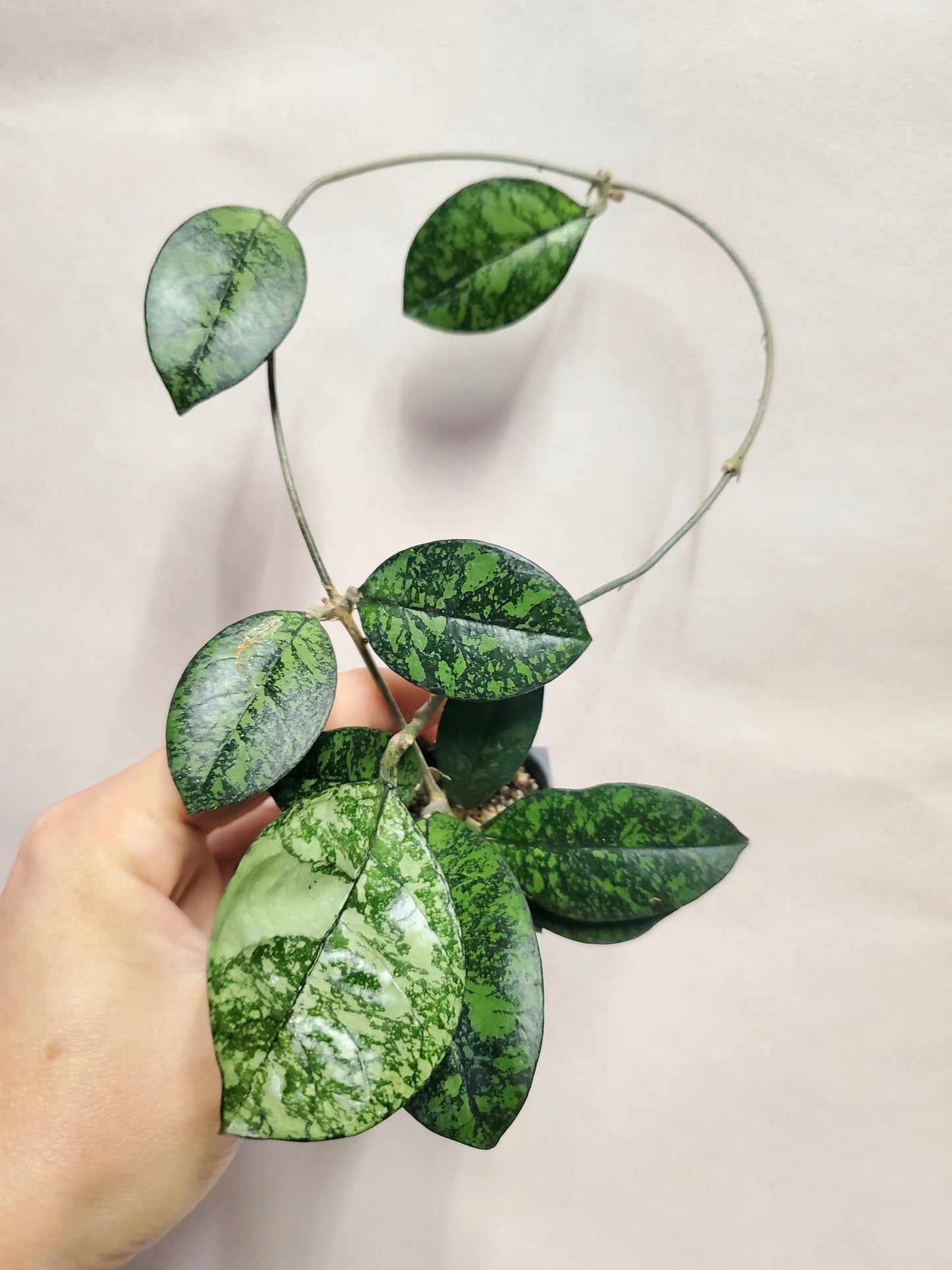 H. crassipetiolata round leaves splash