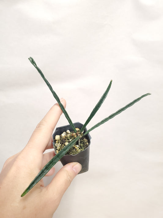 H. insularis