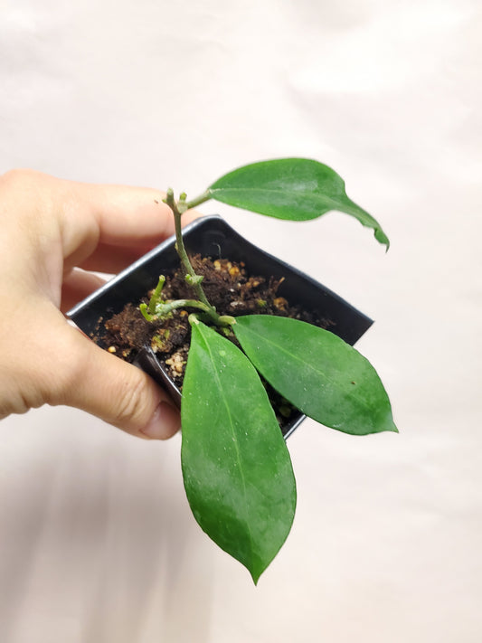 H. mindorensis lite yellow